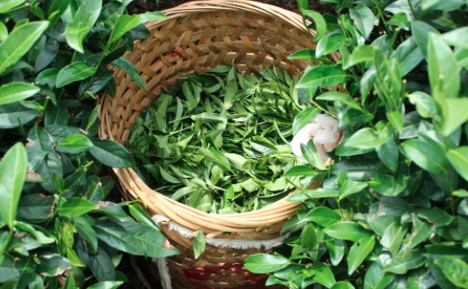 衢州茶叶及茶制品检测,茶叶及茶制品检测费用,茶叶及茶制品检测机构,茶叶及茶制品检测项目
